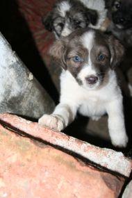 poze campanie de adoptii la sibiu