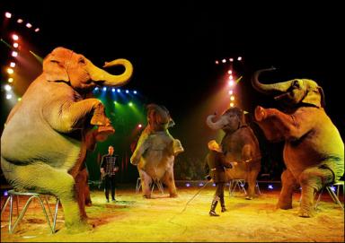 poze copiii circului festival european de circ