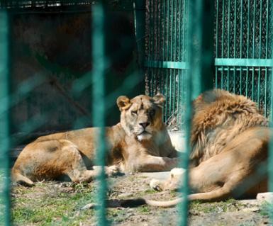 poze intrare gratuita la zoo in 9 august