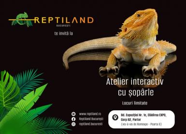 poze ateliere copii totul despre oparle reptiland bucure ti 