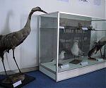 poze pasarile migratoare au invadat muzeul de stiintele naturii din suceava