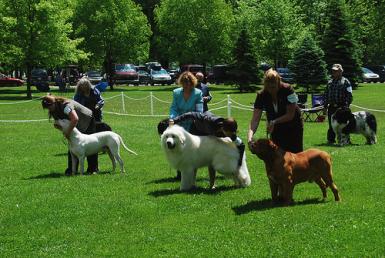 poze show canin in parcul custozza
