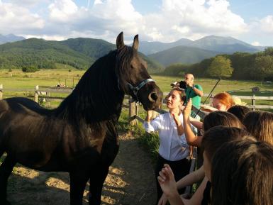 poze transylvania horse fest