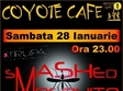 concert smashed mosquito in coyote cafe