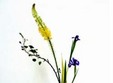 curs introductiv in arta japoneza a aranjarii florilor