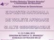 expozitia nationala de violete africane si alte gesneriaceae 11 12 13 mai 2012