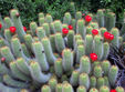 expozitie de cactusi la satu mare