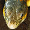 expozitie de reptile vii in sibiu
