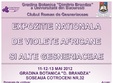 expozitie nationala de violete africane si alte gesneriaceae la gradina botanica