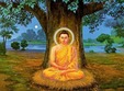 introducere in invatatura budista de la forta blandetii la feric