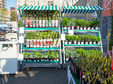 poze primul targ de plante organizat in parcarile magazinelor kaufland