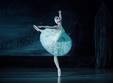 lacul lebedelor saint petersburg classical ballet