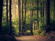 povestile padurii scurta plimbare etnologica printre arbori