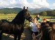 poze transylvania horse fest