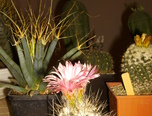 expozitie de cactusi la oradea  0
