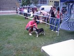 expozitie de frumusete canina c a c oradea 3