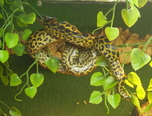 expozitie de reptile la oradea 7