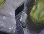 expozitie de reptile la oradea 6